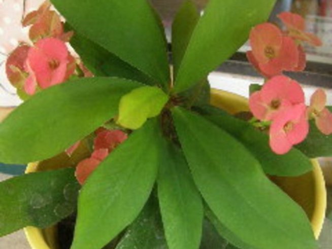 Христов Венец - прекрасно цвете през всеки сезон