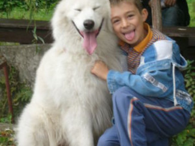 Най-усмихнатите кучета на света