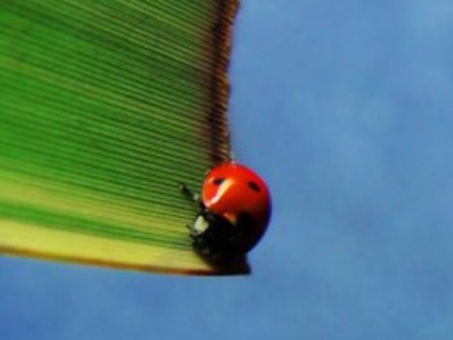 Да ограничим неканените гости – пълзящите насекоми