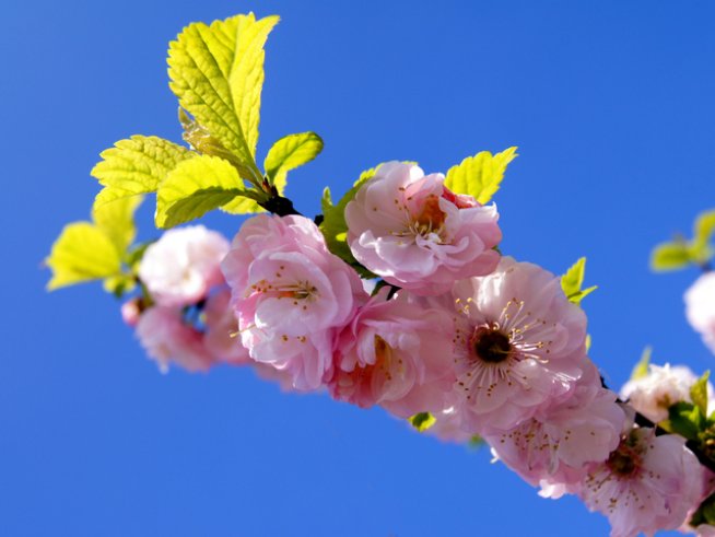 Снимка: freeimages.com