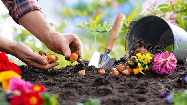 Кои растения са подходящи за засаждане през октомври? Снимка: istock