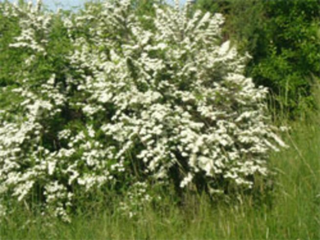 Спирея – Майски сняг