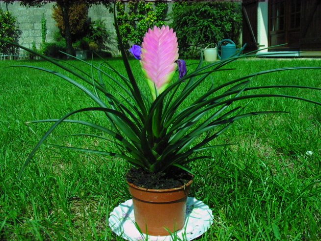 Снимка: Wikimedia Commons