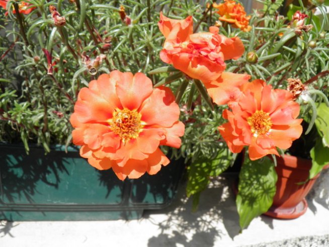 Снимка: Александър Генов