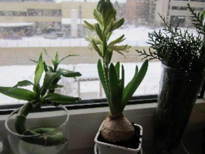 Лятна градина насред зима