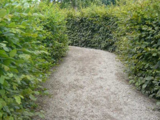 Какви растения са подходящи за жив плет?