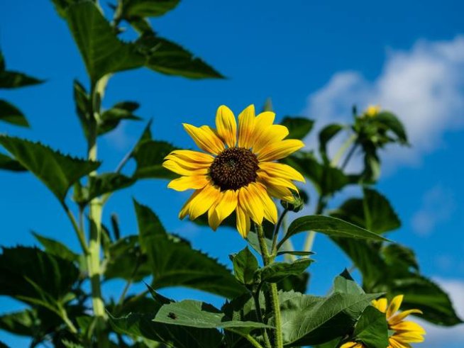 Снимка: pexels