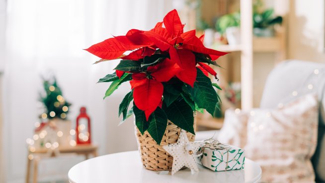 3 съвета как да удължим живота на коледната звезда.Снимка: istock