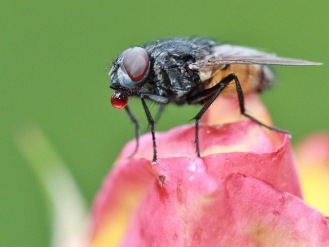 Снимка: maxpixel