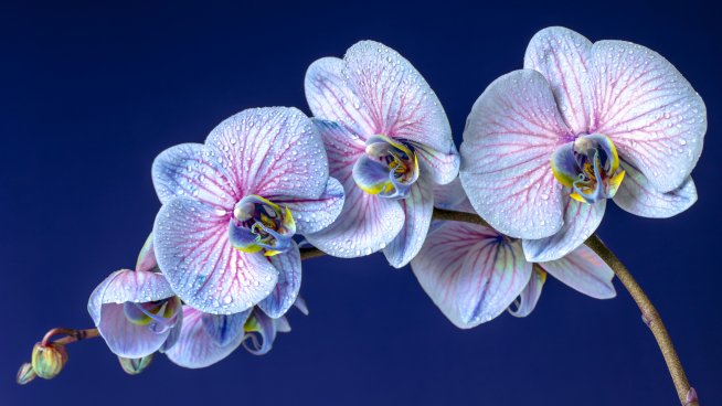 Растения срещу негативна енергия. Снимка: istock