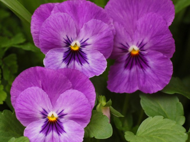 Снимка: Wikimedia Commons