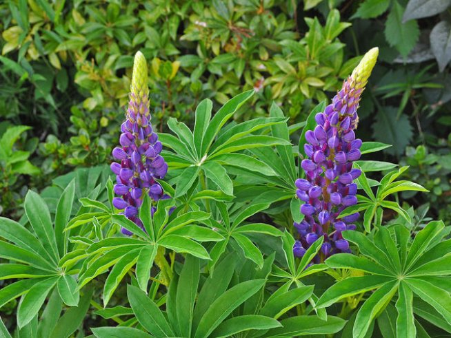 Снимка: Wikimedia Commons