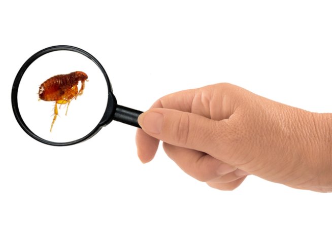 Снимка: istock