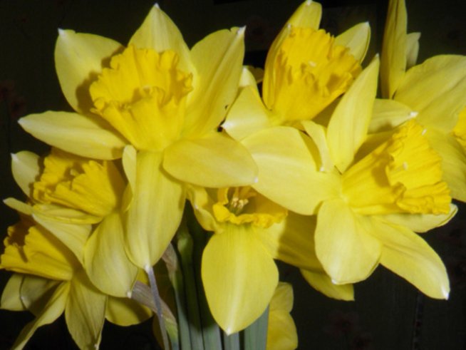 Нарцисите – слънчева любов