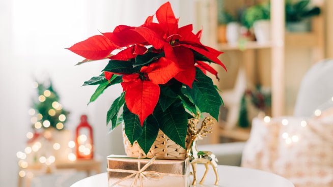 Снимка: iStock