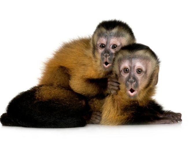 Снимка: iStock