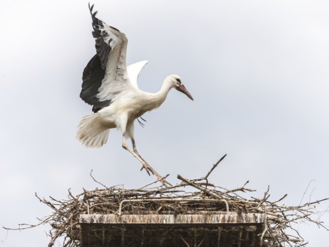 Снимка: istock