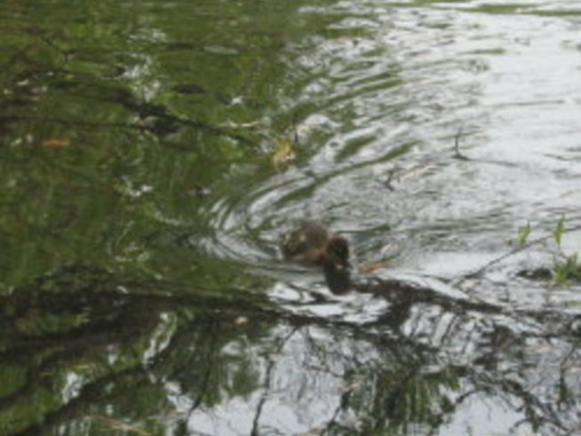 Искат да унищожат езерото с патиците в Южния парк в София
