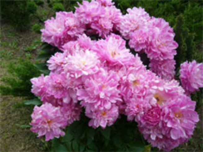 Божурът – символ на просперитет