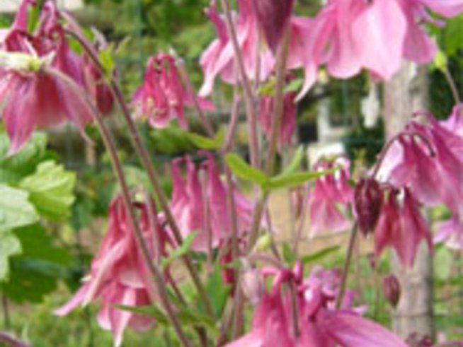 Пъстри камбанки цъфтят