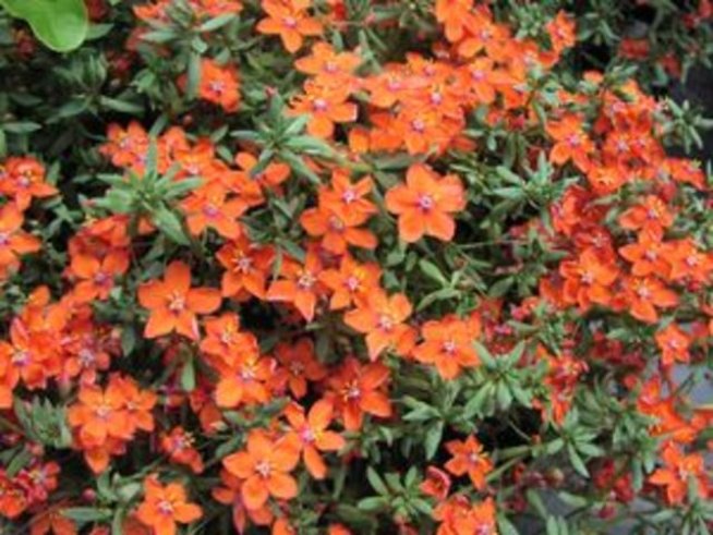 Ивет празнува на Еньовден