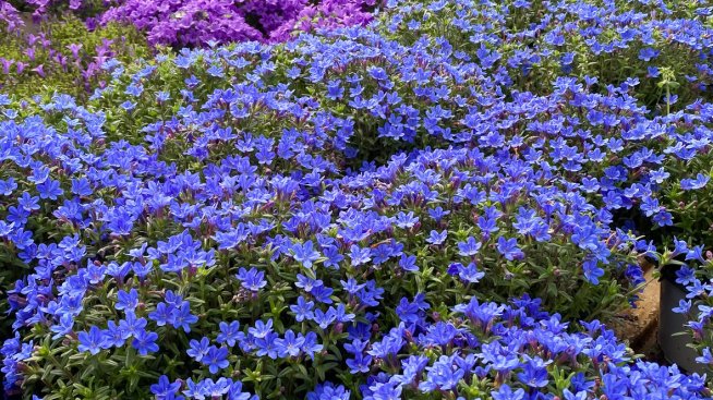 Литодора. Снимка: istock