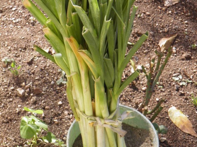 Снимка: Вергиния Генова