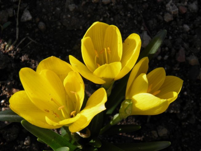 Снимка: Вергиния Генова