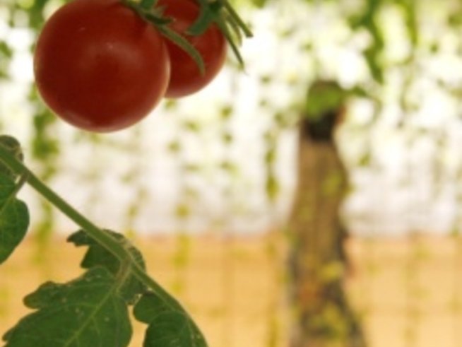 Полезните храни също трупат килограми