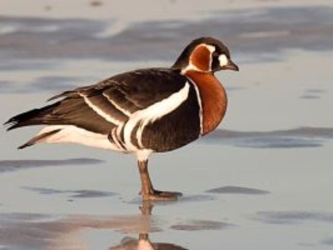 Редки видове птици са застрашени от глад и бракониери край Шабла и Дуранкулак