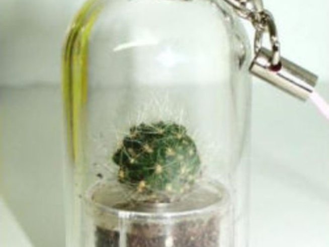 Миниатюрни живи кактуси в ключодържател – подарък и за мъже