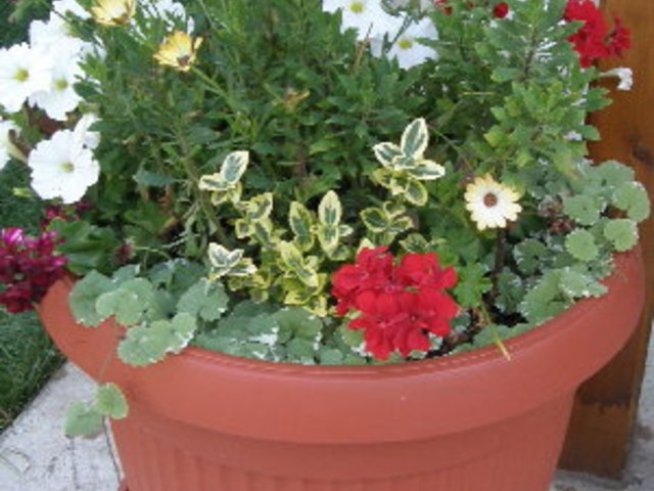 Моята градина и цветя през септември