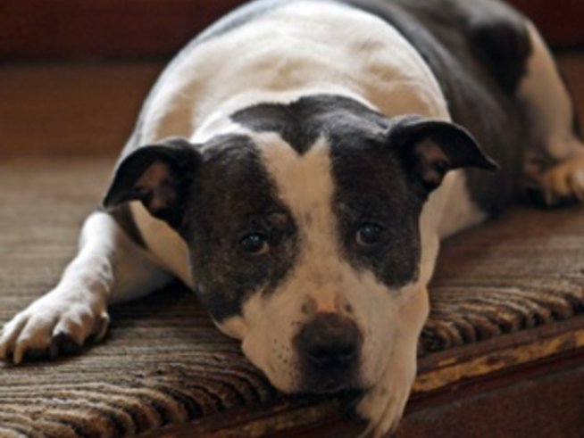 Здравословните навици на кучетата стават и за хора