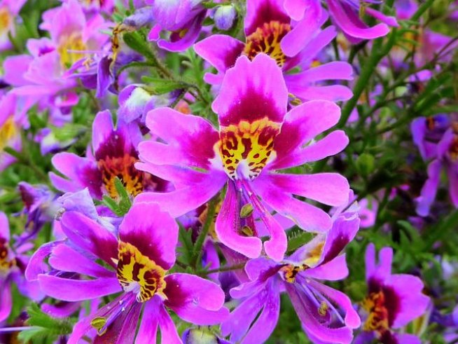 Снимка: Wikimedia Commons