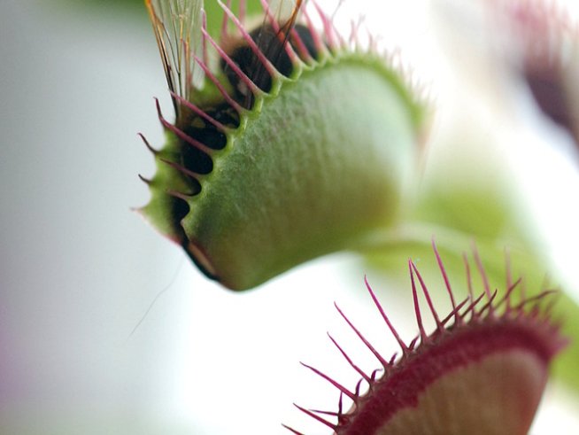 Цвете мухоловка Снимка: Sxc.hu