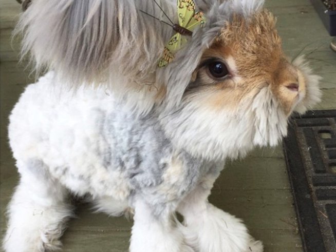 Снимка: boredpanda