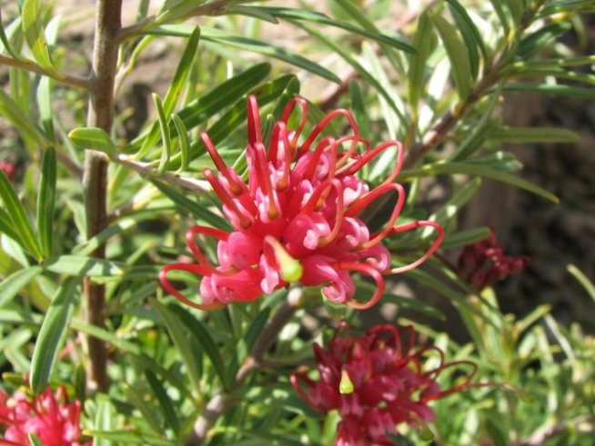 Снимка: Wikimedia Commons