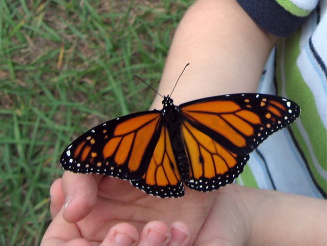 Дете с пеперуда. Снимка: Sxc.hu