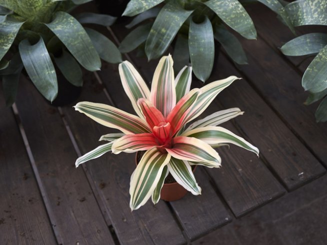 Снимка: istock