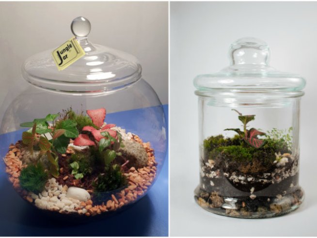 Jungle Jar – мини екосистема в буркан, която се грижи почти сама за себе си