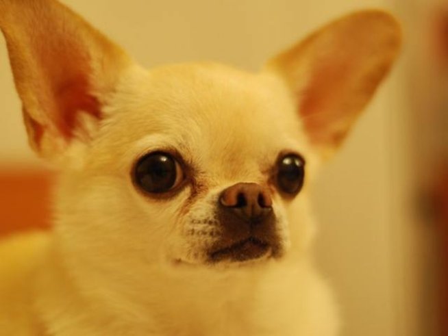 Снимка: pexels