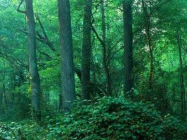 Изключителна наглост проявяват овластените и по заменките на гори