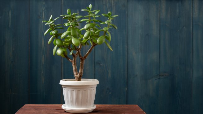 Снимка: iStock