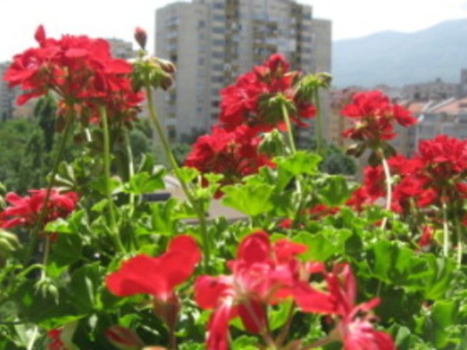 Червено мушкато за апетит, жълти хризантеми за семейно щастие