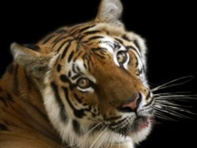 Китайският хороскоп: зодия Тигър