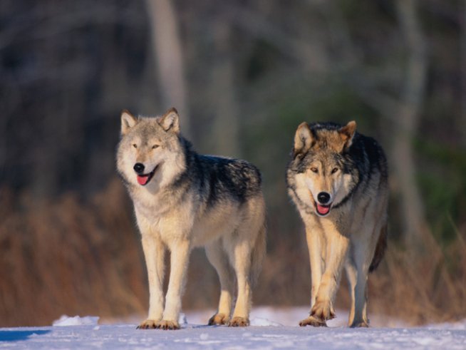 Снимка: thinkstock