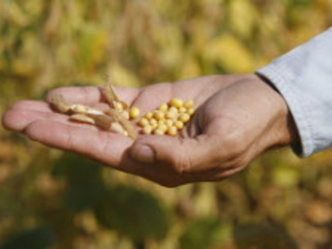 Соята не е толкова полезна, колкото си мислехме