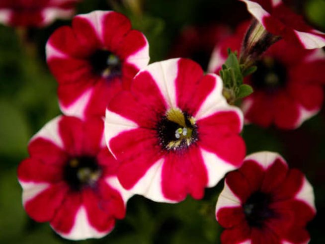 Струва ли си да гледаме едногодишни растения?