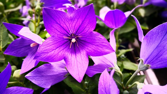 Платикодон – как да го отглеждаме