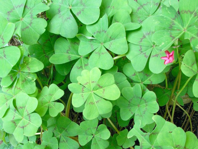 Снимка: Sxc.hu